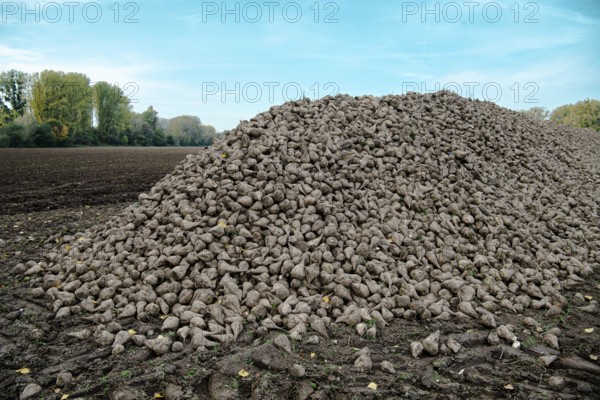 Beet (beta), beet harvest, mountain lying next to the field ready for transport after harvest,