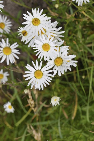 Daisy (Leucanthemum vulgare), several flowers in a meadow, close-up, macro, Wilnsdorf, North