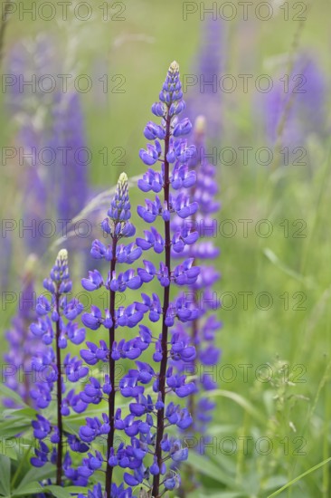 Large-leaved lupin, also known as perennial lupin (Lupinus polyphyllus), blue flower on a wild