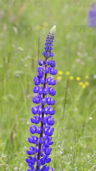 Large-leaved lupin, also known as perennial lupin (Lupinus polyphyllus), blue flower on a wild