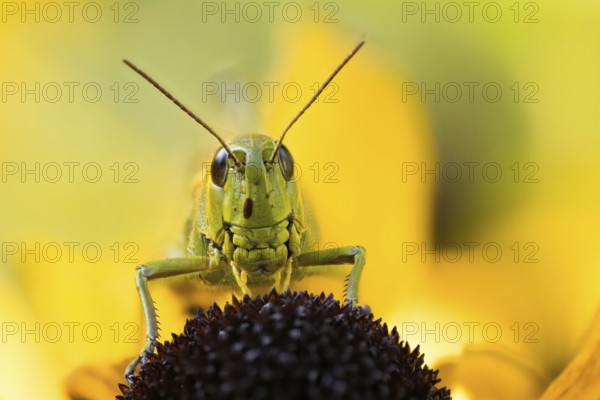 Marsh grasshopper (Stethophyma grossum) sitting on a yellow flower, yellow coneflower (Echinacea