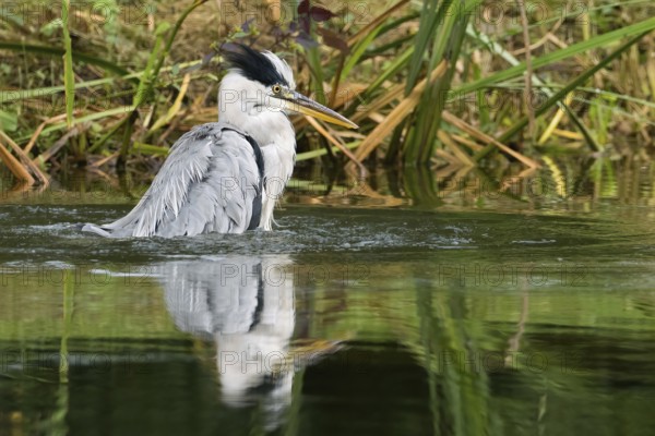 A grey heron (Ardea cinerea) stands in a lively pose in the water, surrounded by reeds, Hesse,