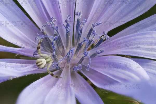 Close-up of a chicory flower (Cichorium intybus) with fine petals and a Goldenrod crab spider