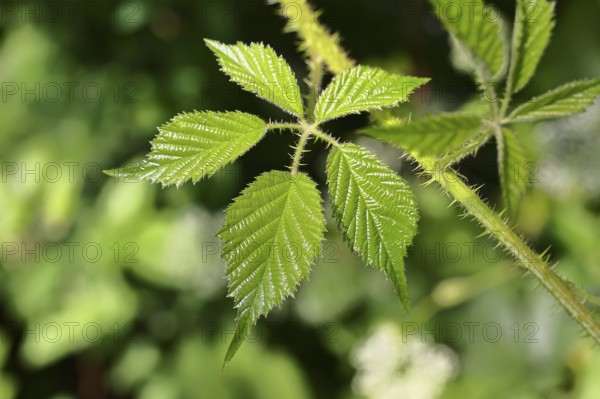 Blackberries (Rubus sectio Rubus), leaves and thorns on a vine, close-up, Wilnsdorf, North