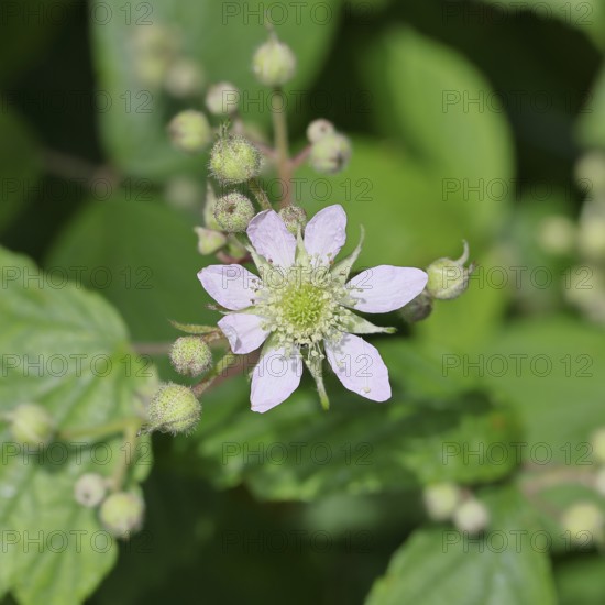 Blackberries (Rubus sectio Rubus), blossom on the bush, close-up, Wilnsdorf, North