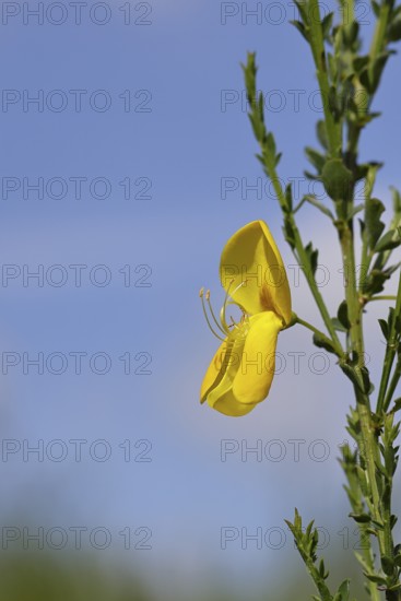 Flower of broom, common broom (Cytisus scoparius), yellow flowers against a blue sky, close-up,