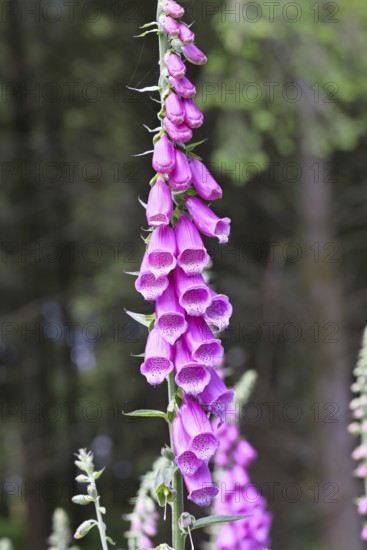 Common foxglove (Digitalis purpurea), flowers, close-up, from the plantain family, highly toxic,