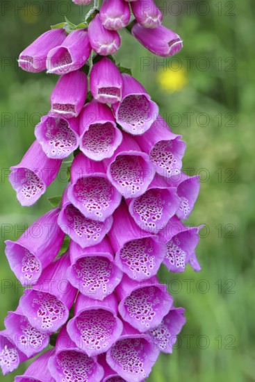 Common foxglove (Digitalis purpurea), flowers, close-up, from the plantain family, highly toxic,