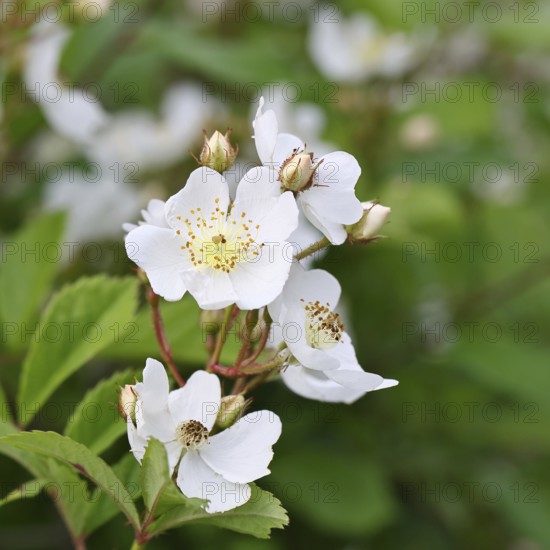 Bibernell rose (Rosa spinosissima L., syn.: Rosa pimpinellifolia L.), also called dune rose, earth