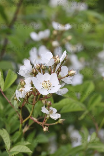 Bibernell rose (Rosa spinosissima L., syn.: Rosa pimpinellifolia L.), also called dune rose, earth