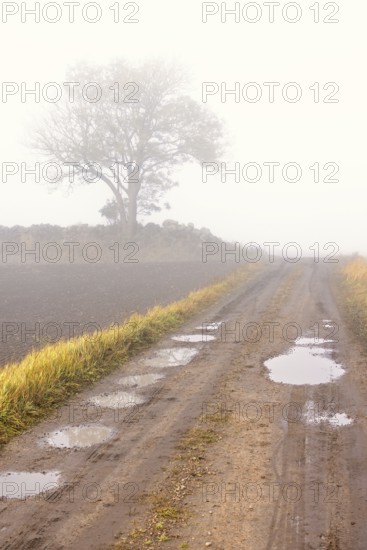 Dirt road with potholes a misty autumn morning with a single tree by a stone wall in the