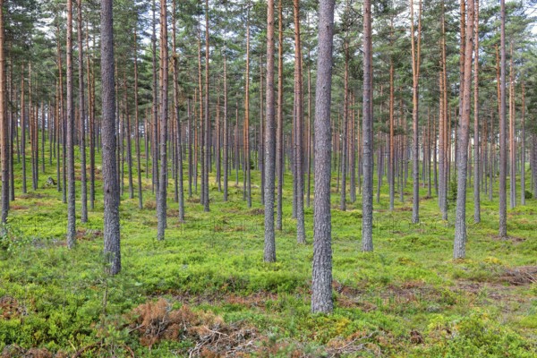 Landscape view of a straight tree trunks in a pine forest with green blueberry bushes on the ground