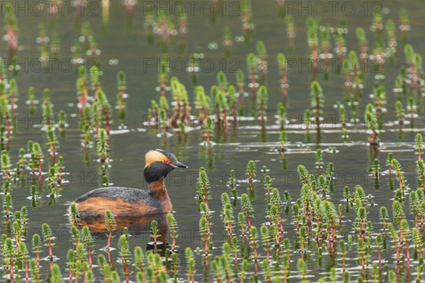 Slavonian grebe (Podiceps auritus) swimming in a pond overgrown with aquatic plants, Grimsey