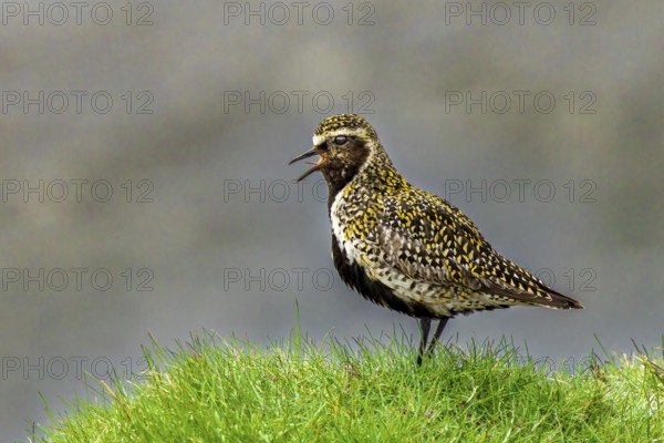 Golden plover (Pluvialis apricaria) singing in its habitat, Grimsey Island, Iceland