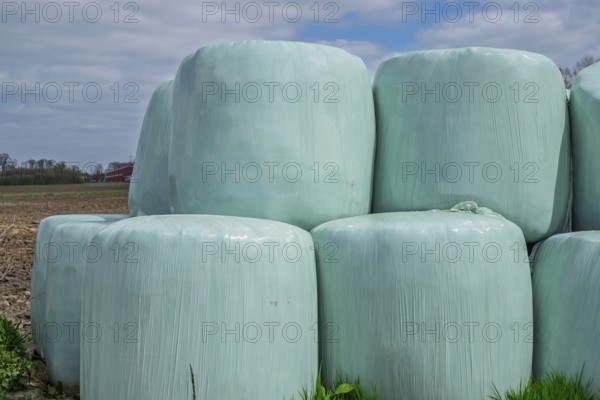 Silage, silage bales, silage bales in green plastic film, Münsterland, North Rhine-Westphalia,