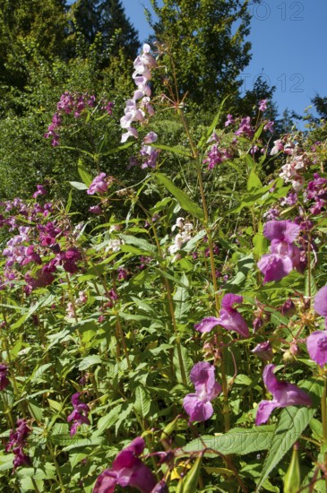 Himalayan balsam (Impatiens glandulifera)