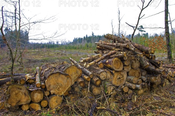 Stacked tree trunks lie next to cleared forest area