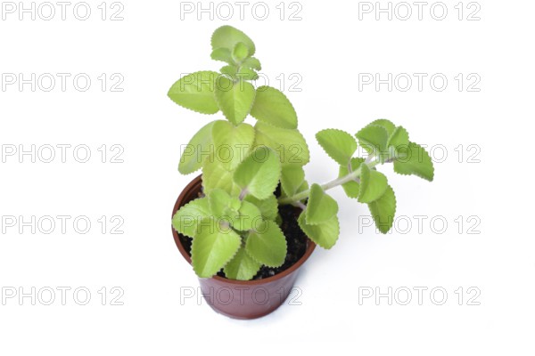 Cuban oregano in a brown pot. Herbal Plectranthus amboinicus houseplant with thick green leaves