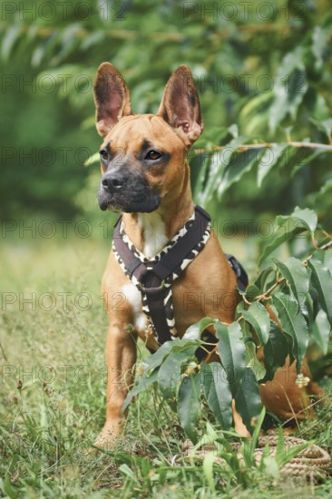 Cute dog wearing Y-shaped harness sitting among grass and plants