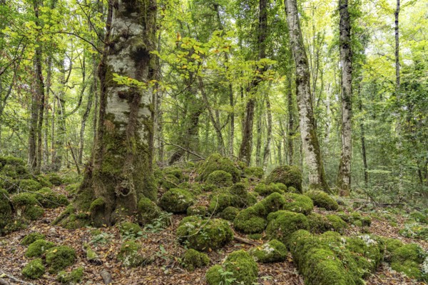 The Foresta Umbra, ancient beech forest and part of the Gargano National Park, Gargano, Apulia,