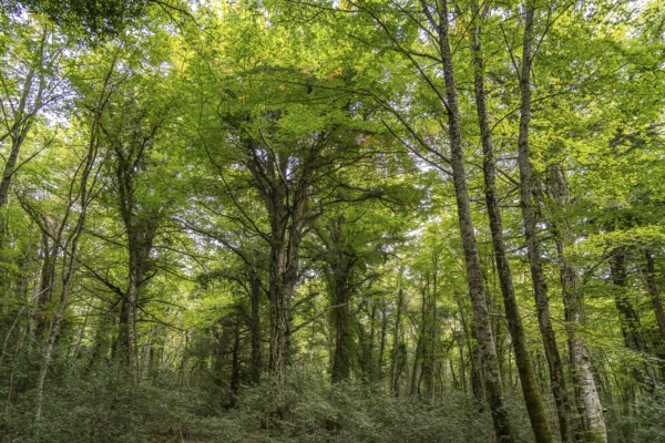 The Foresta Umbra, ancient beech forest and part of the Gargano National Park, Gargano, Apulia,