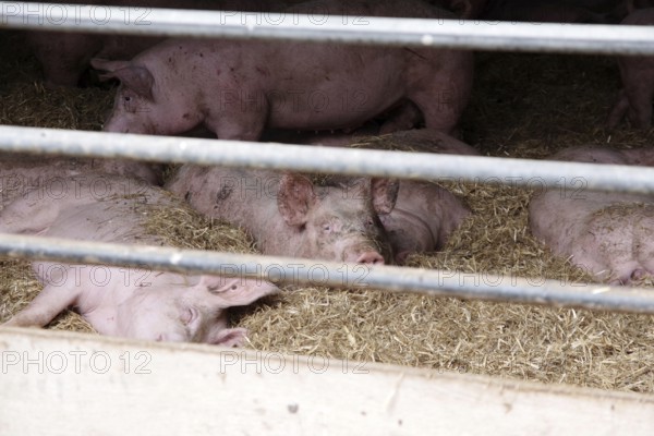 Domestic pig (Sus scrofa domesticus), pigsty, resting, straw, grid, free range, husbandry,