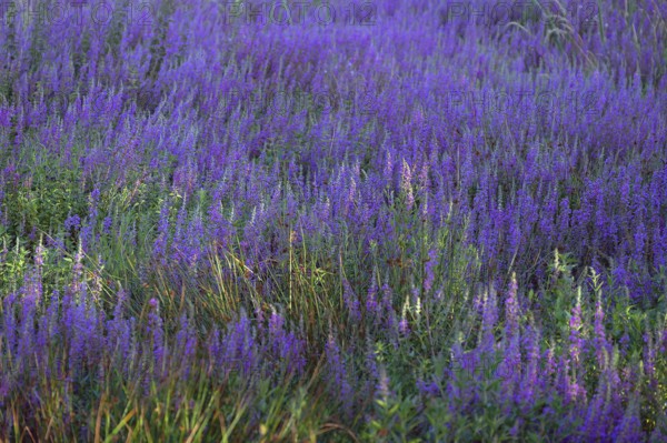 Purple loosestrife (Lythrum salicaria) in a dry carp pond, Eckental, Middle Franconia, Bavaria,