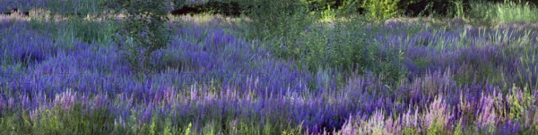 Purple loosestrife (Lythrum salicaria) in a dry carp pond, Eckental, Middle Franconia, Bavaria,