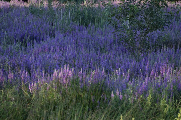 Purple loosestrife (Lythrum salicaria) in a dry carp pond, Eckental, Middle Franconia, Bavaria,