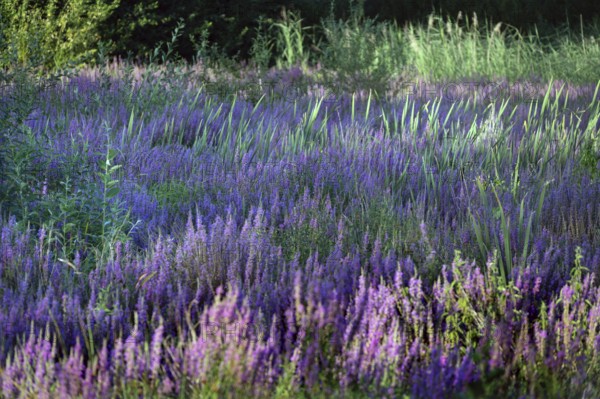 Purple loosestrife (Lythrum salicaria) in a dry carp pond, Eckental, Middle Franconia, Bavaria,