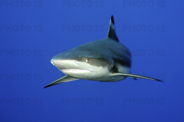 Underwater photo of large blacktip reef shark (Carcharhinus melanopterus) blacktip reef shark