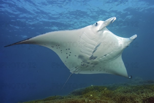 Underwater photo of coastal reef manta ray (Mobula alfredi) synonym ray common name devil ray swims