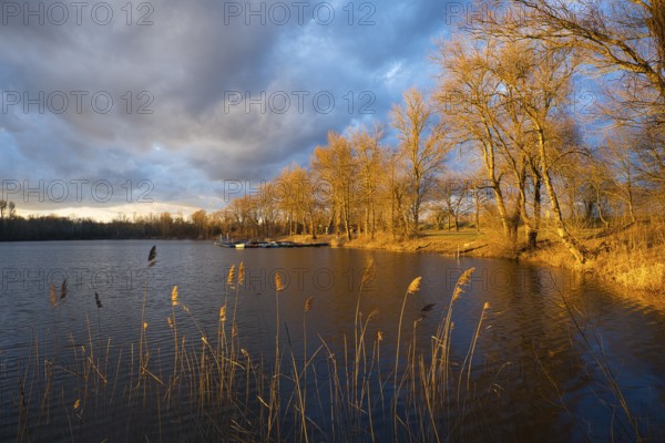 Lake in spring, dramatic sky, evening sun illuminates bare trees. Rhine-Neckar district,