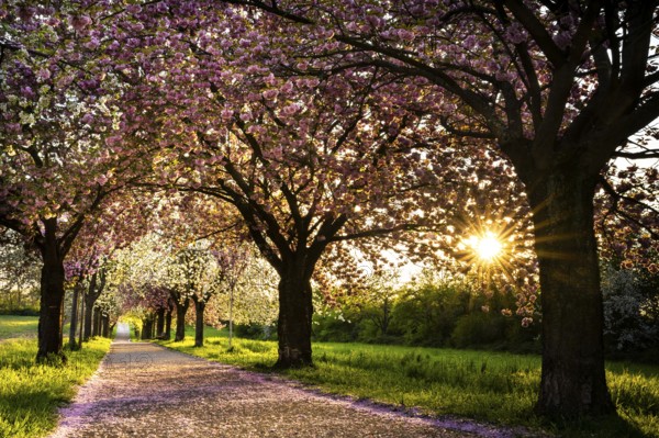 Blossoming avenue with cherry trees in white and pink. Evening sun. Rhine-Neckar district,