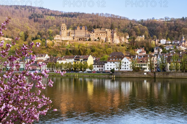 Heidelberg, the castle and the river Neckar on a sunny day in spring, a pink blossoming tree in the