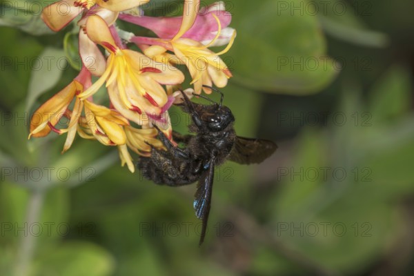 Violet carpenter bee (Xylocopa violacea) collecting nectar from orange-coloured honeysuckle flowers