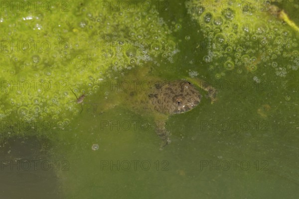 A yellow-bellied toad (Bombina variegata) swimming in greenish water of a forest puddle with algae