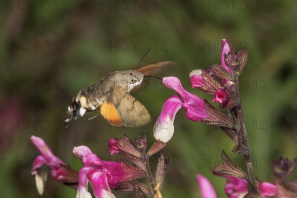A dove tail (Macroglossum stellatarum) sucking nectar in flight from a blackcurrant sage (Salvia