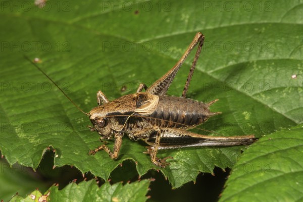 A male Dark bush-cricket (Pholidoptera griseoaptera) sunbathing on a large green leaf,