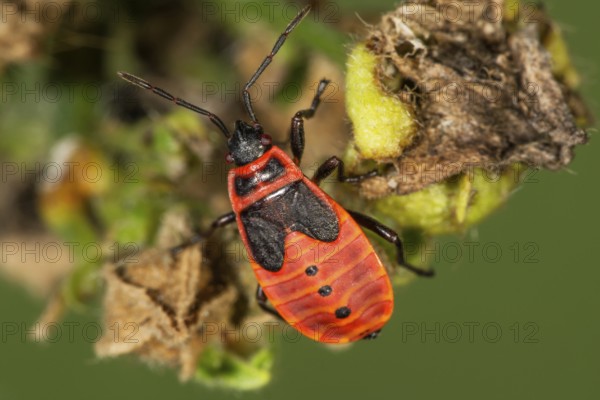 Close-up of a fire bug larva (Pyrrhacoris apterus) in the fifth larval stage on a leaf in a natural