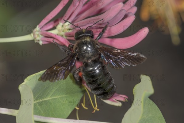 Violet carpenter bee (Xylocopa violacea) on pink flower of Lonicera caerulea (Lonicera sp.) in
