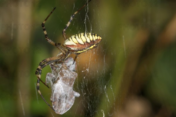 Wasp spider (Argiope bruennichi) in its web with wrapped prey in the background of nature,