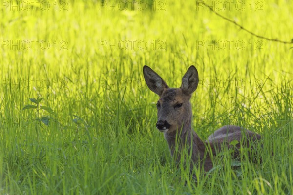 An adult female roe deer (Capreolus capreolus) resting in a meadow covered with tall grass at