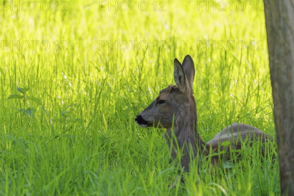 An adult female roe deer (Capreolus capreolus) resting in a meadow covered with tall grass at