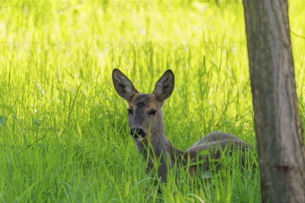 An adult female roe deer (Capreolus capreolus) resting in a meadow covered with tall grass at