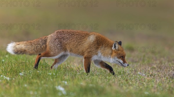 Red fox (Vulpes vulpes), hunting, winter fur, fallen game, looking for food on the road, winter