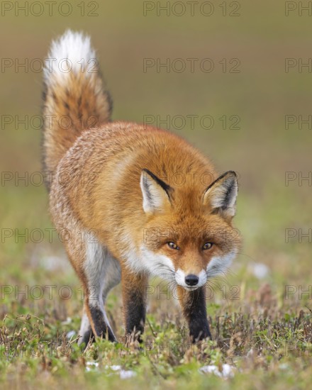 Red fox (Vulpes vulpes), hunting, winter fur, fallen game, looking for food on the road, winter