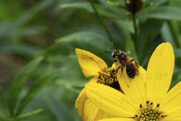 Red-banded sand bee (Andrena dorsata), foraging on a flower, Lower Saxony, Germany