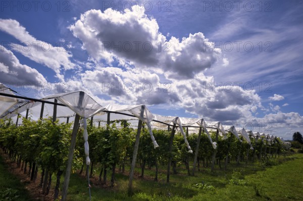 Film-protected vines, grapevines, winegrowing, clouds, Fellbach, Baden-Württemberg, Germany