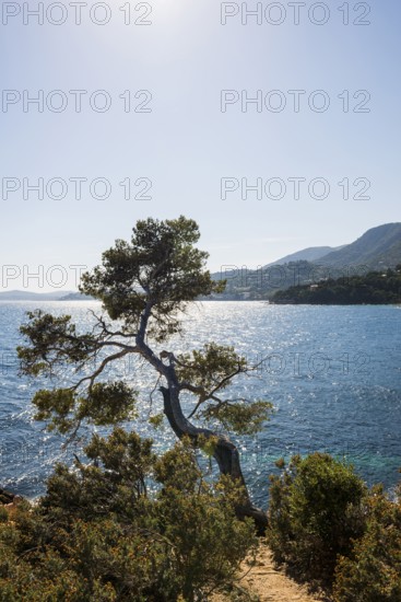 Hiking trail on the coast, Le Lavandou, Var, French Riviera, Provence-Alpes-Cote d'Azur, Cote d